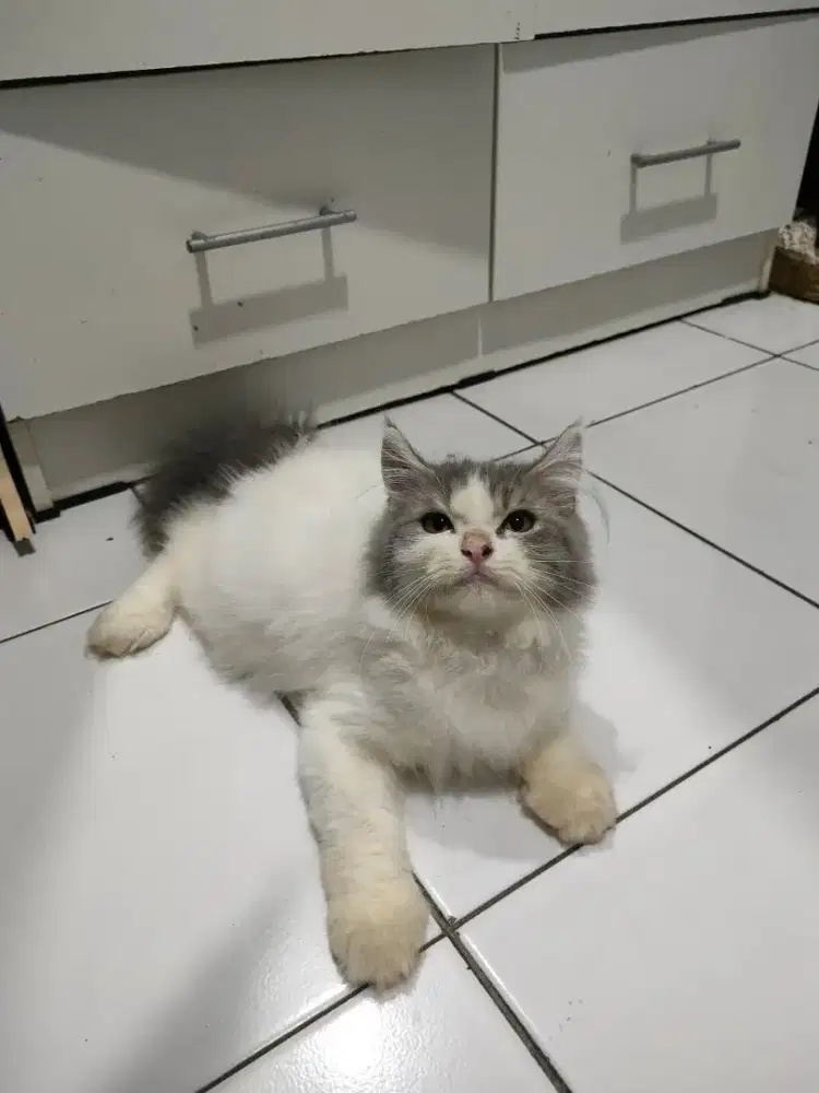 Kitten kucing persia mix ragdoll mainecoon