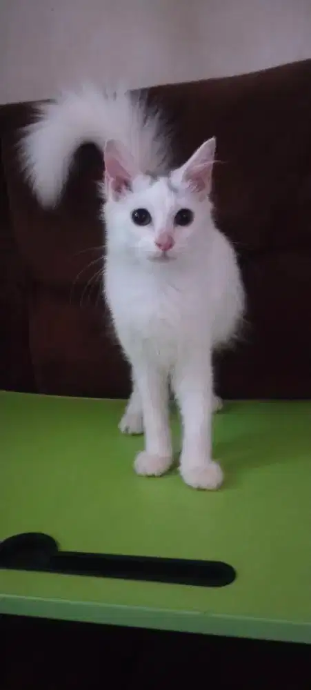 Open Adobt Persia Medium