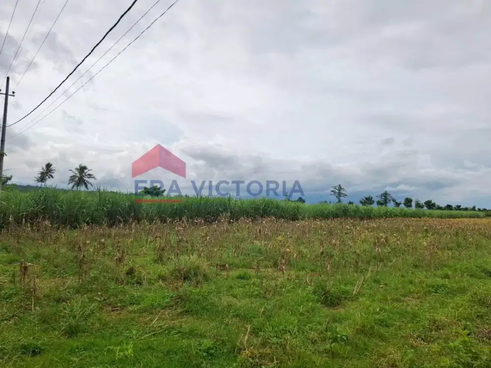 Tanah Pertanian Tumpang Dekat Candi Kidal, Pasar Kidal & Pesantren Cocok untuk kebun
