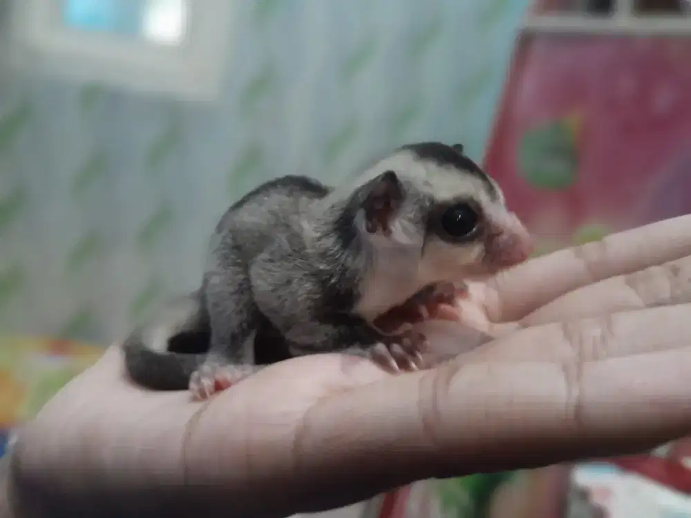 Sugar Glider Joey classic grey