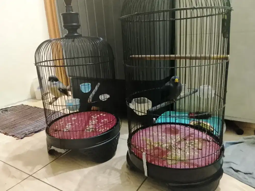 Jalak Rio Rio dah teler rajin plus pentet miyik galak rajin fs 450