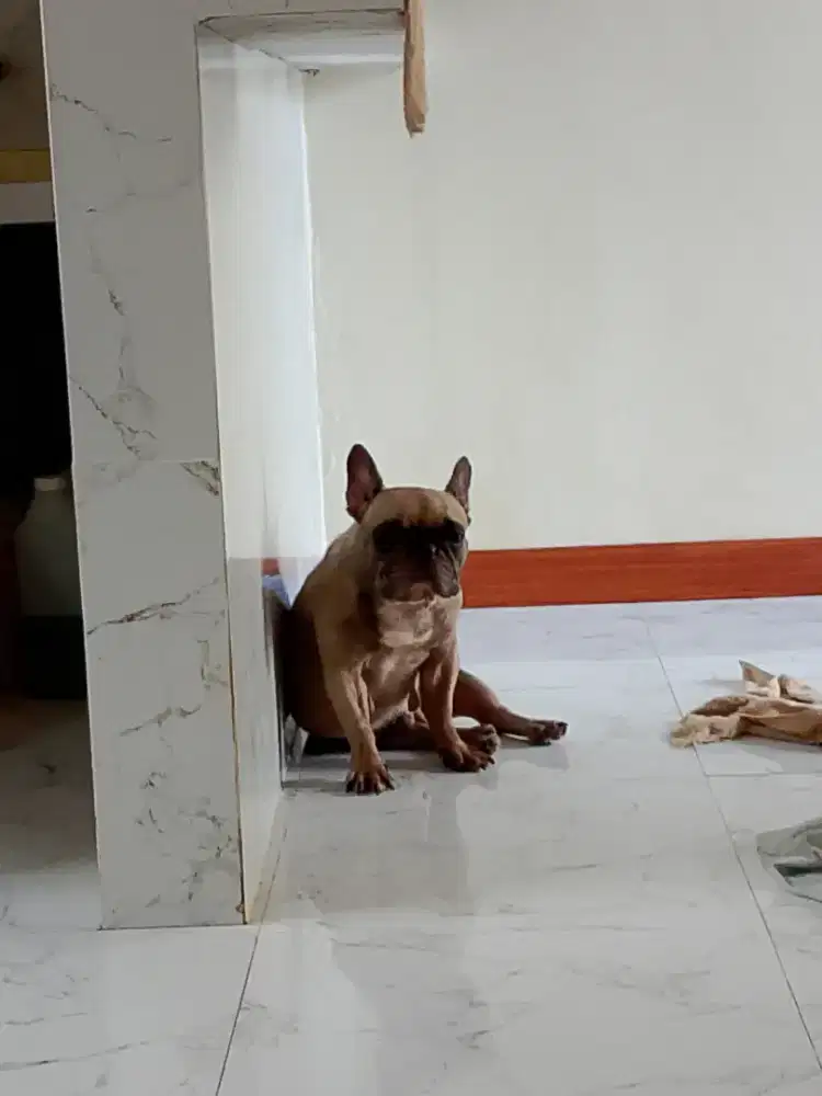 Dijual french bulldog/frenchie BETINA STB