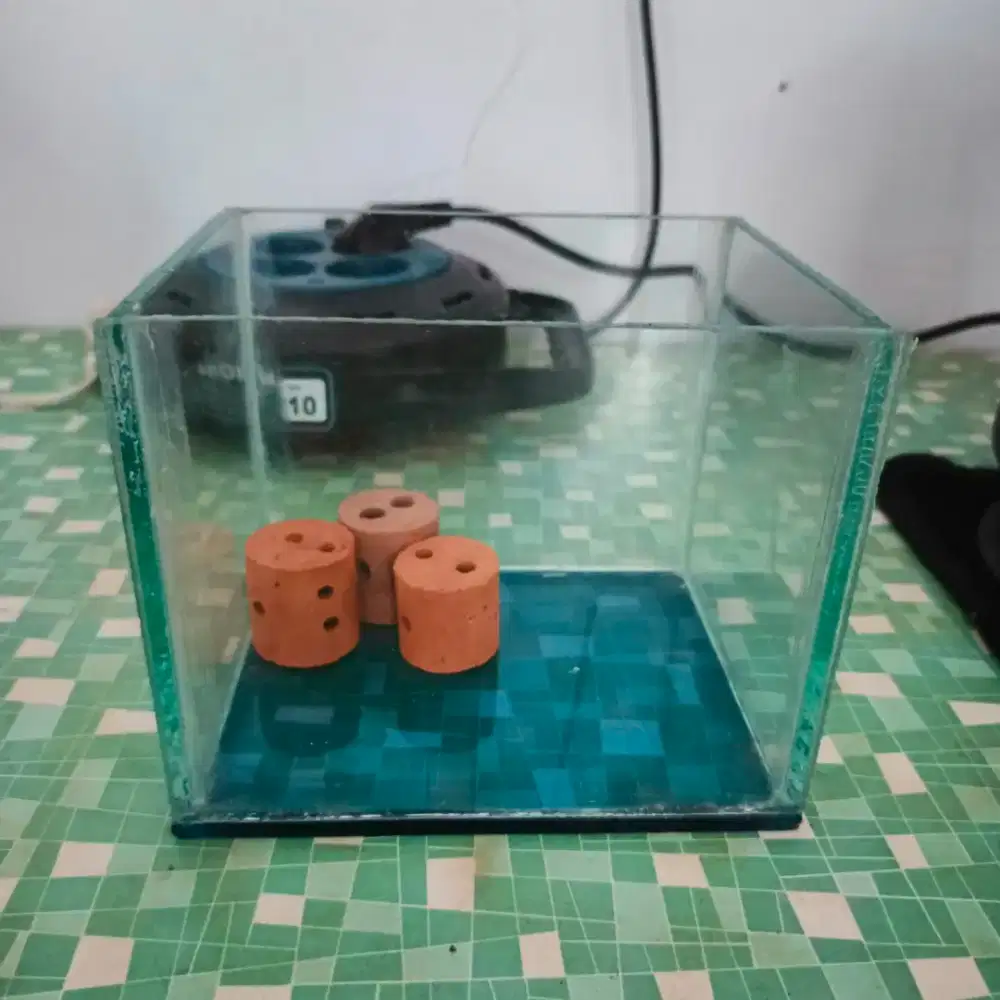 Aquarium solitaire cupang