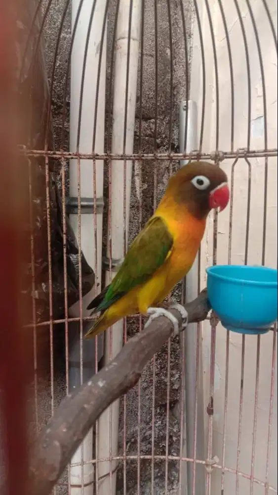 lovebird plus kandang