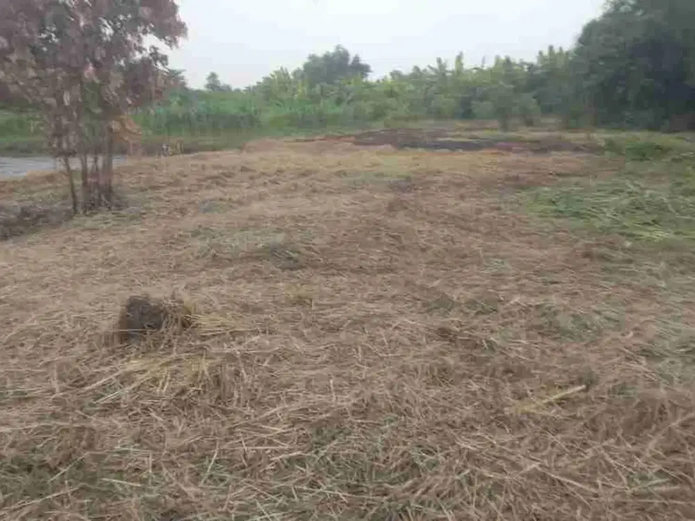 Tanah pekarangan murah siap bangun lokasi balongbendo sidoarjo