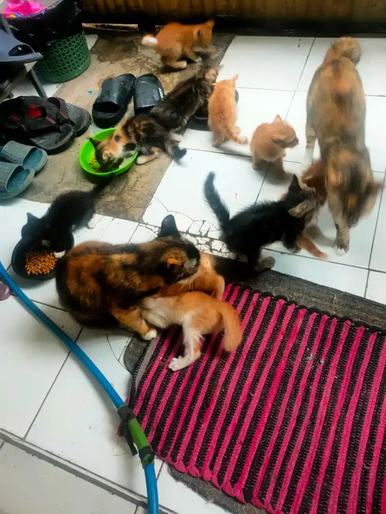 yg mau adopsi aja silahkan bebas grasti