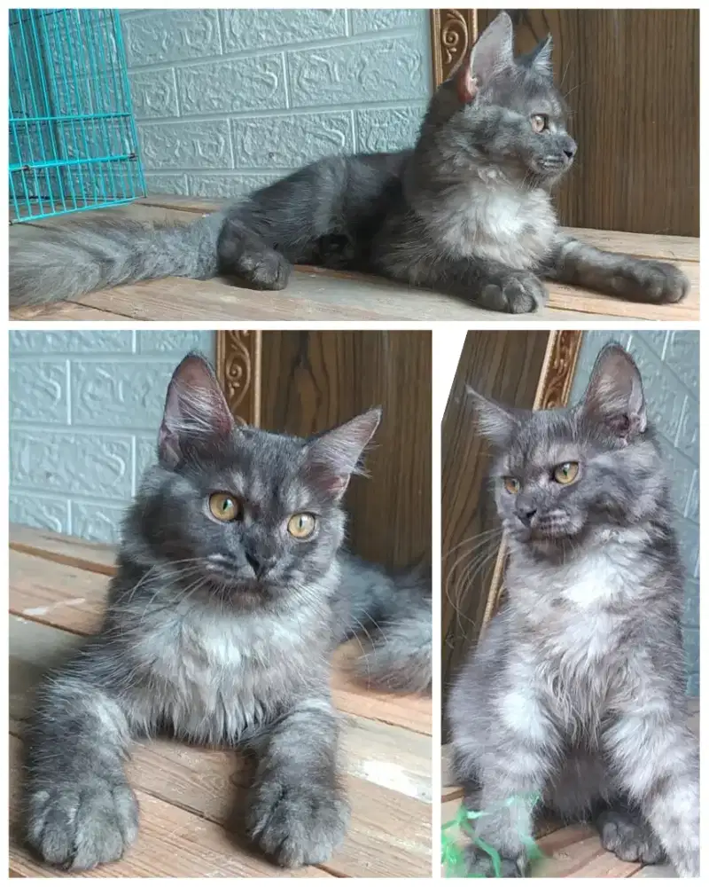 Kucing Mainecoon jantan Nonped 3.5 bulan jakbar