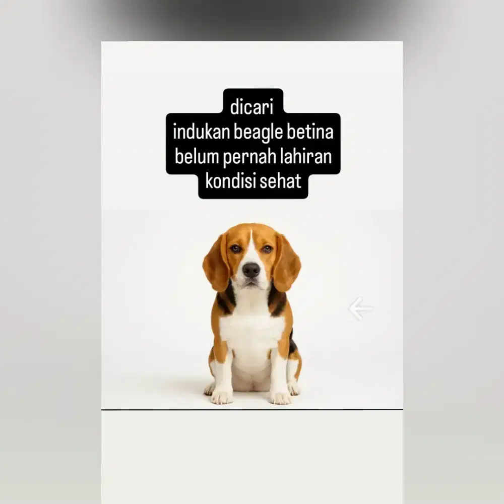 DICARI INDUKAN BEAGLE BETINA