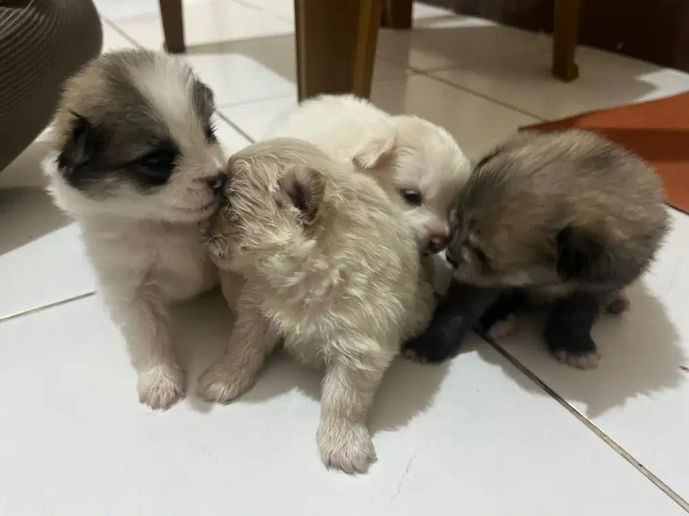 Puppy Pomerian mix Cihuahua Usia 1 bulan