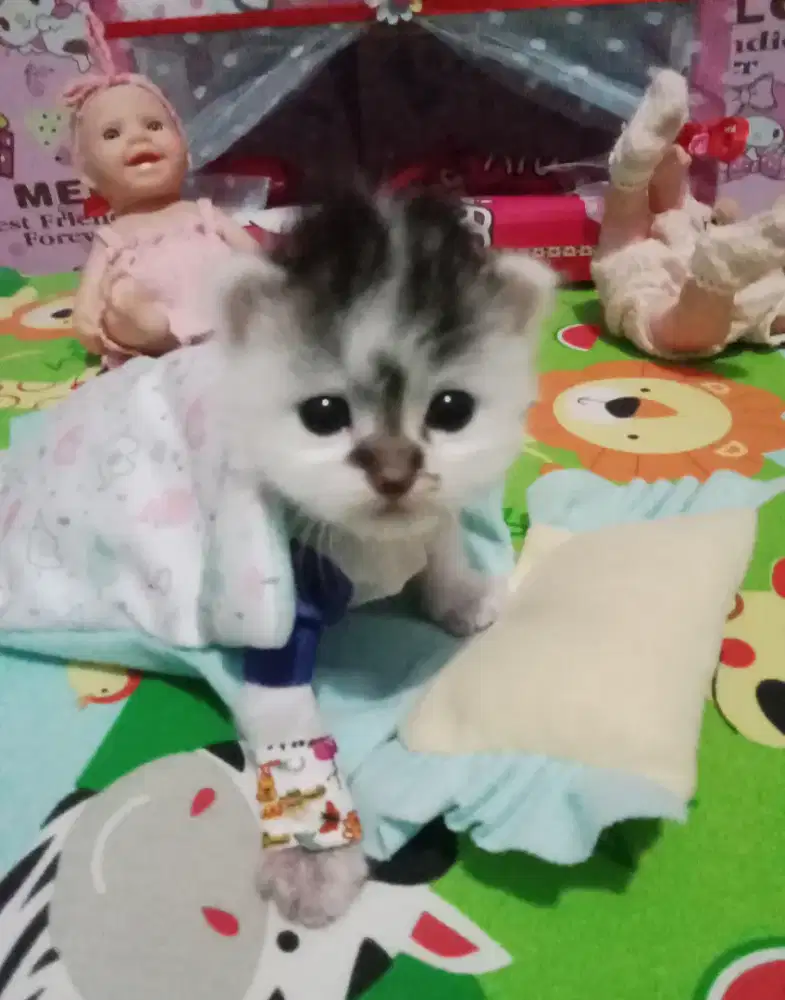 Kitten persia jantan lucu unyu