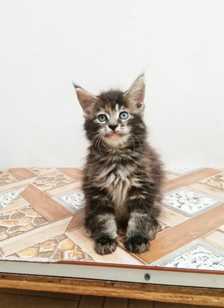 Kitten mainecoon betina pure Bkn mix. Induk ped Cfa show quality
