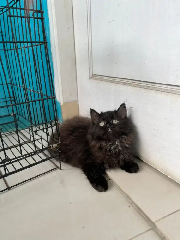 Kucing kitten persia jantan