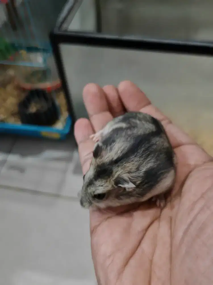 GRATIS! Hamster Winter White umur 6 minggu