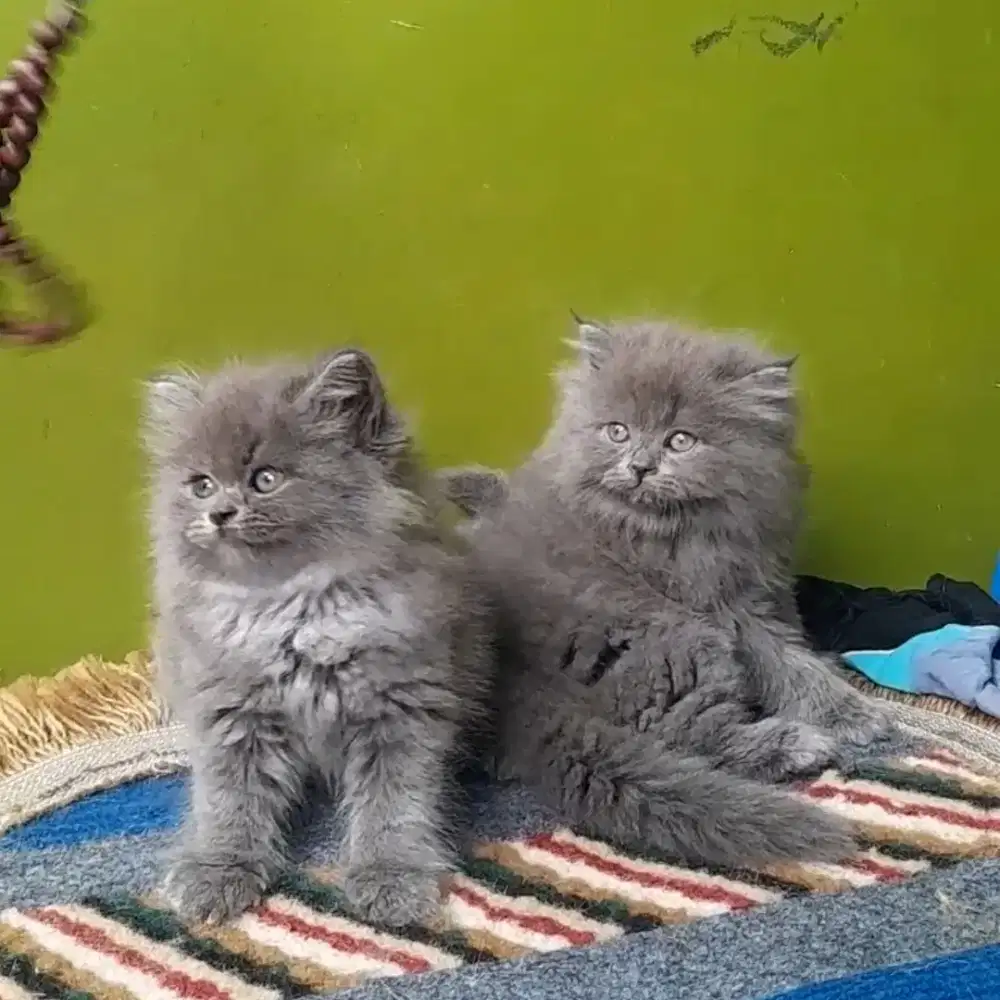 kucing persia flatnose #kucinglucu #kittenlucu