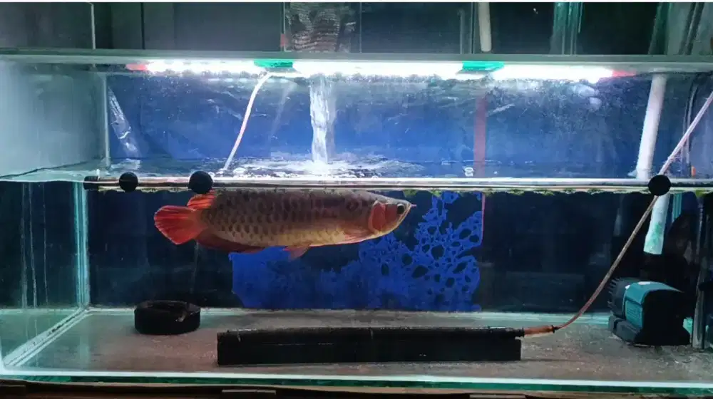 Arwana Super Red (SR) 45cm