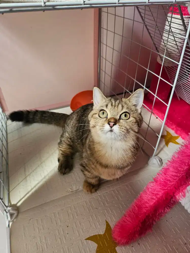 Kucing munchkin british shorthair golden