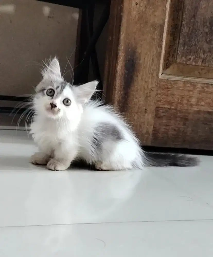 Munchkin top standar longhair betina