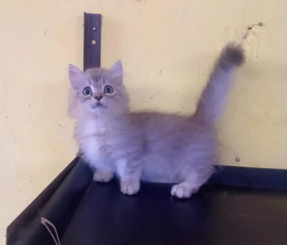 Kucing ras munckhin long hair persia