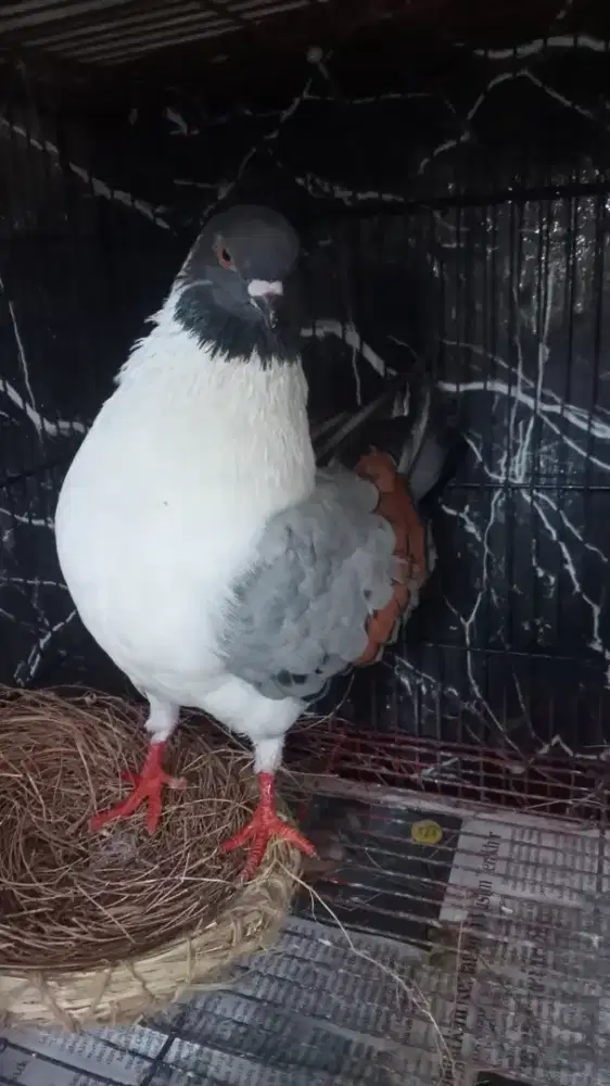 MERPATI MODENA AMERICA,2 PASANG