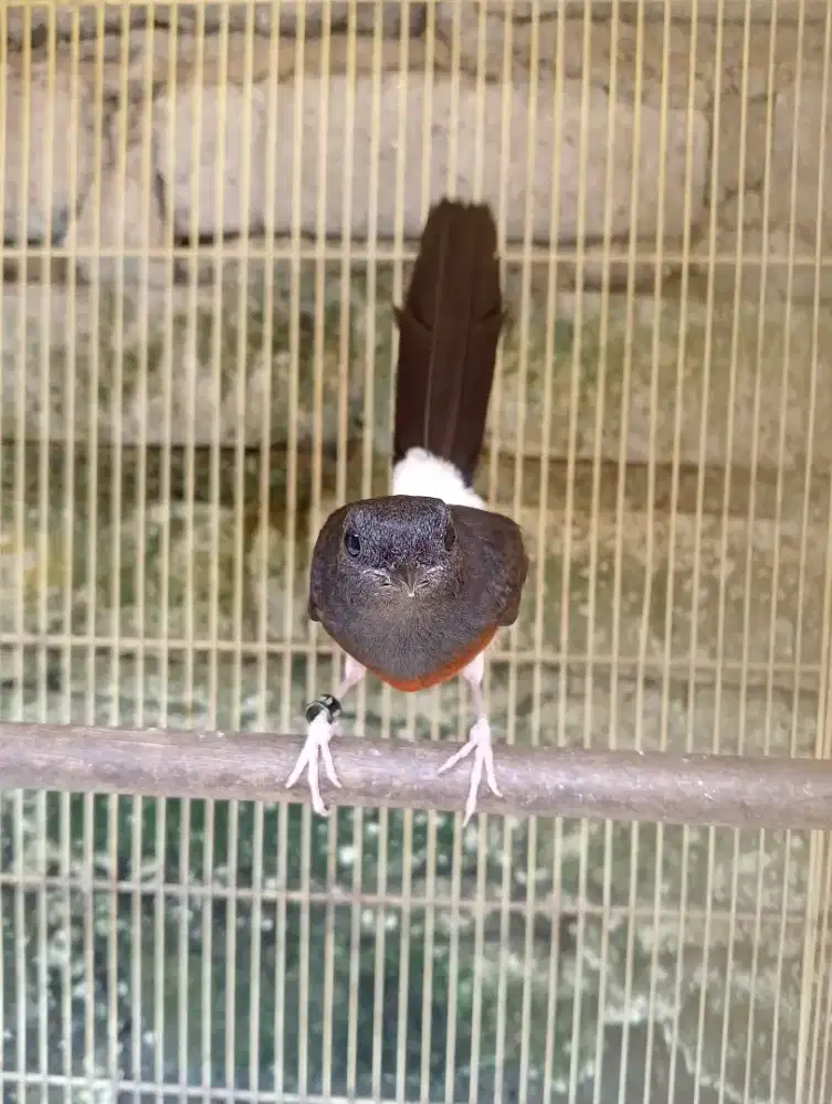 Murai batu betina klawu PE17/18