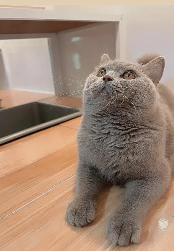 British Short hair (BSH) Lilac Jantan 11 bulan