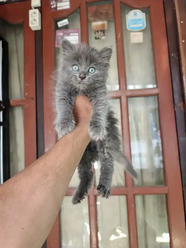 Persia betina 2,5 bulan