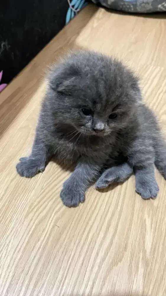 Scottish Fold kitten