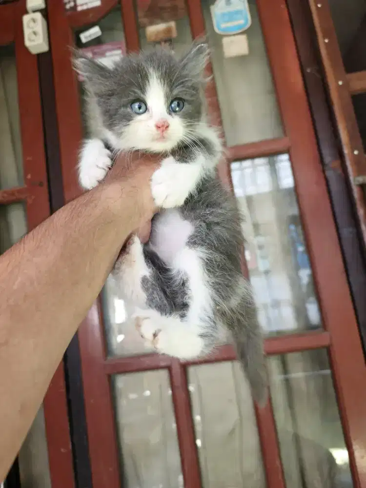 Persia betina 2,5 bulan