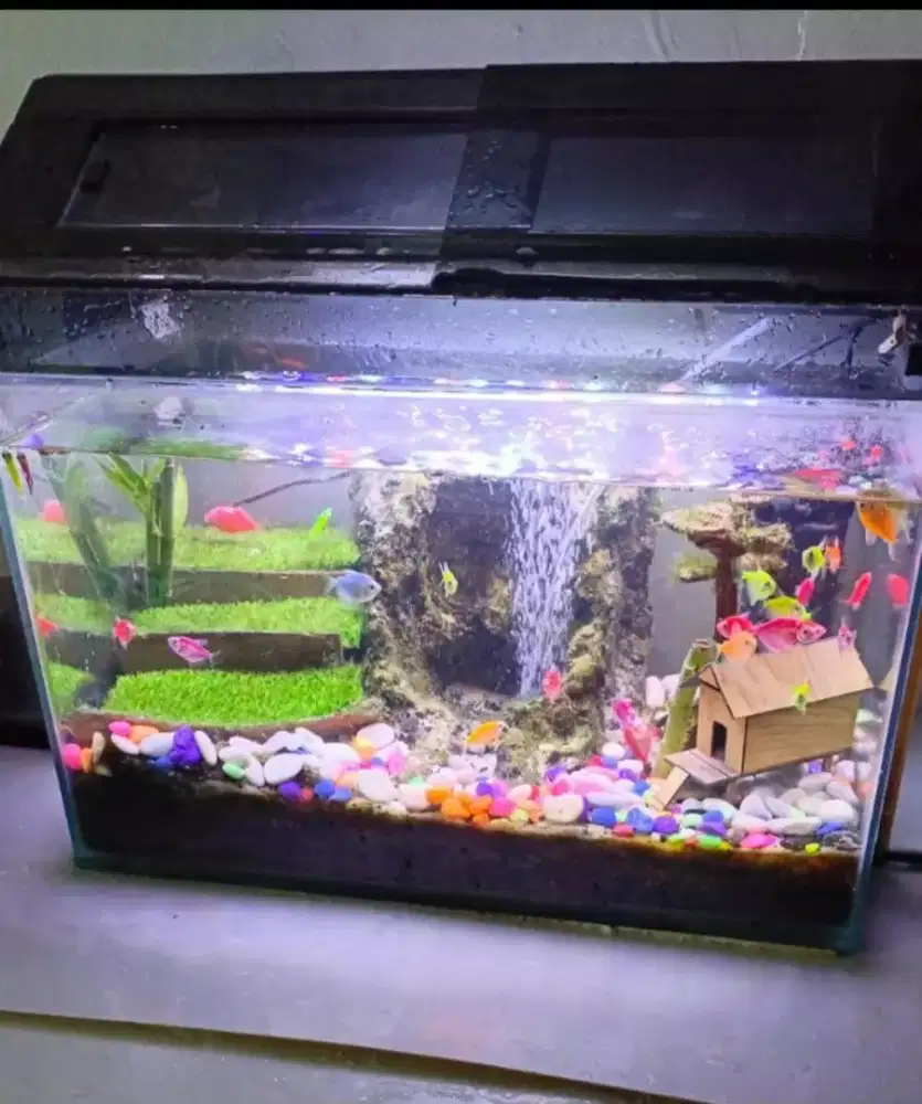 Aquarium Ikan & Hiasannya