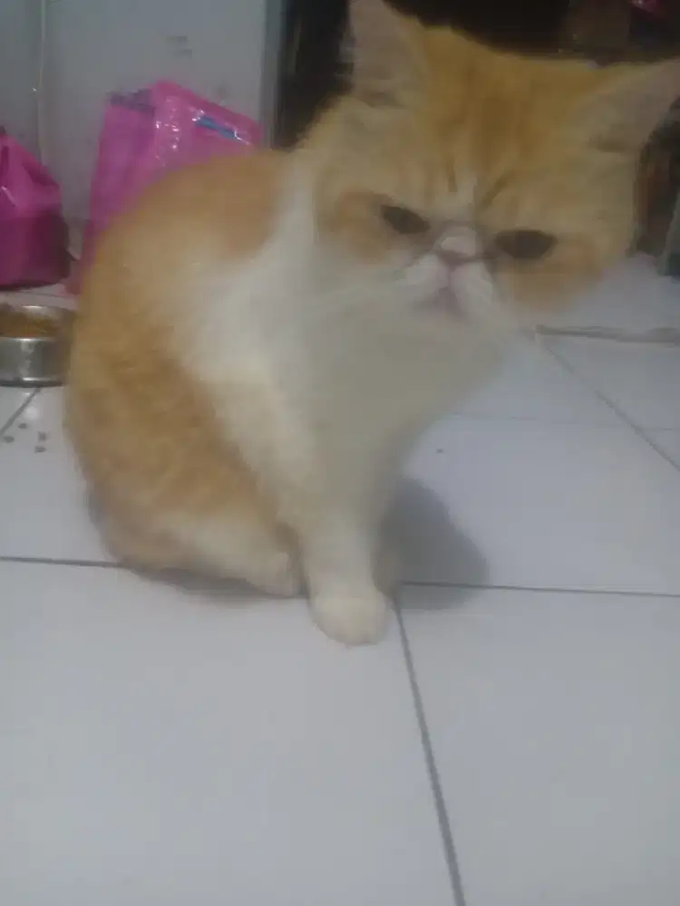 Persia peaknose shorthair