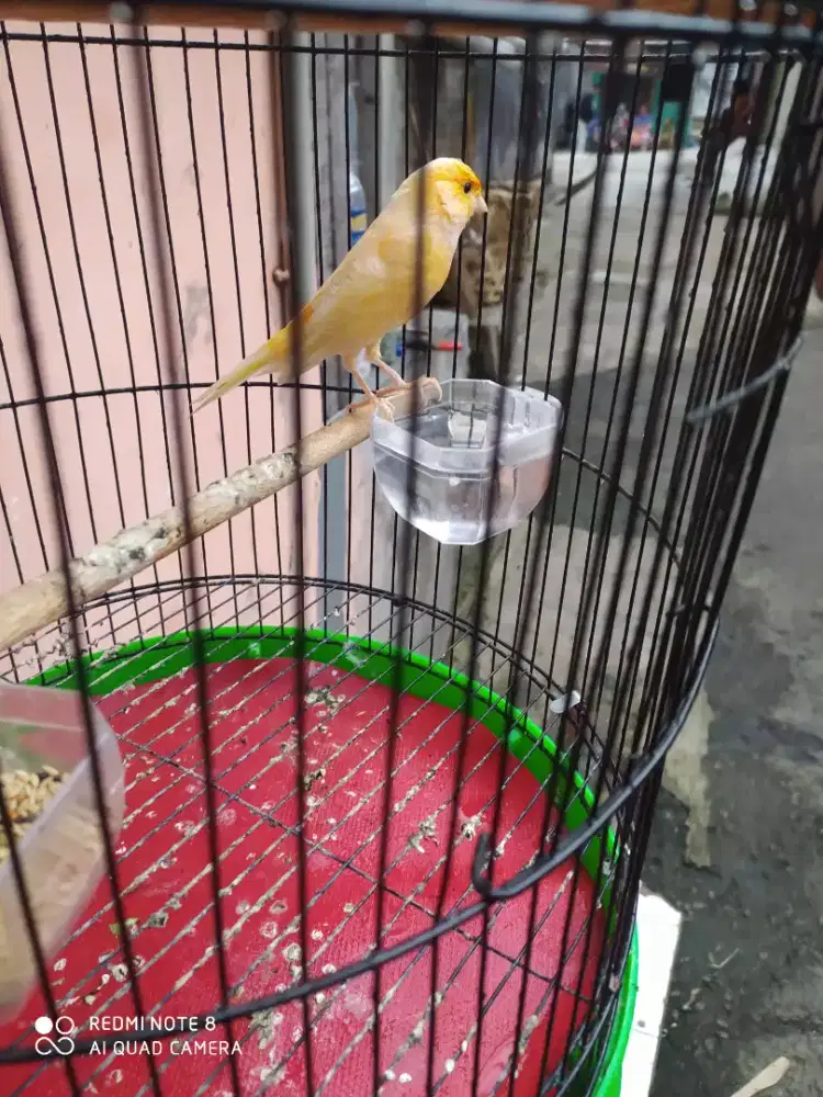 Kenari Af gacoran Burja