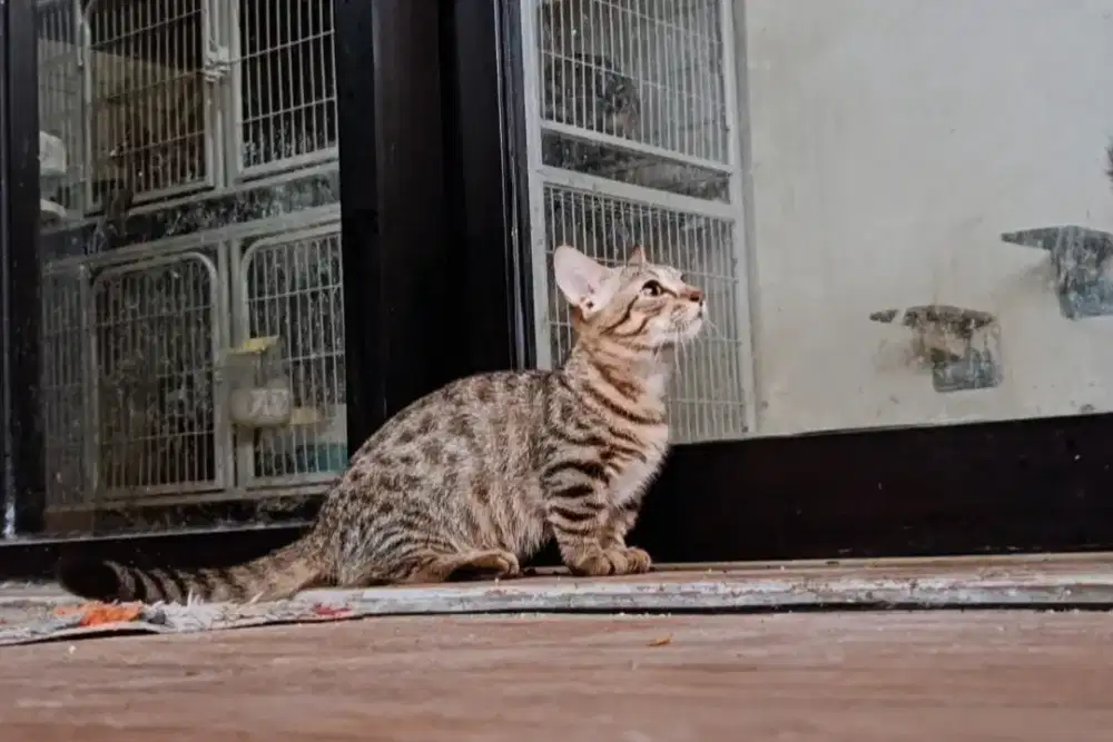 Kucing Short Leg (Munchkin Mix)