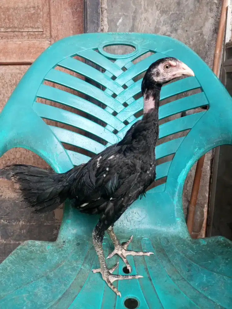 Ayam pakhoy/brakot sisik ubed