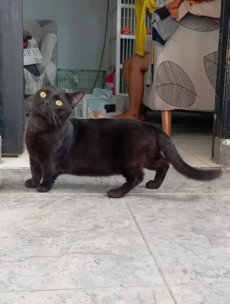 MUNCHKIN SHORTHAIR