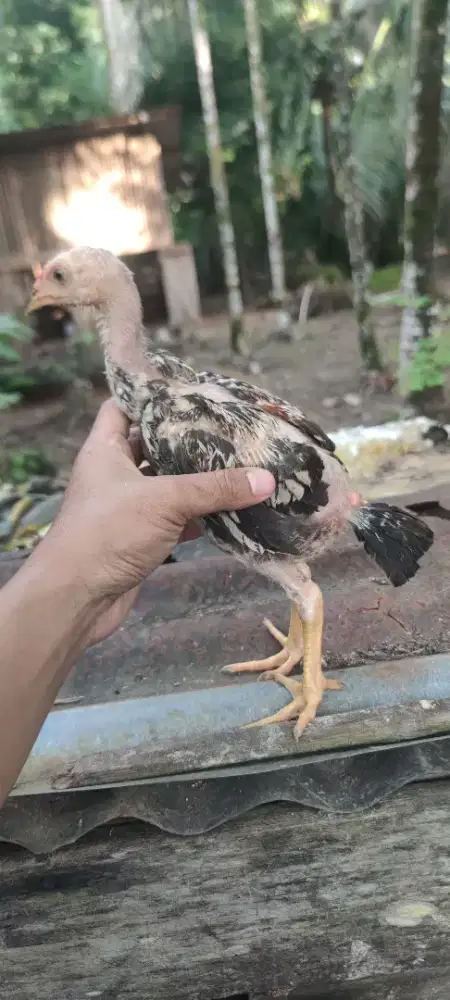 Anak Ayam Bangkok X Pama