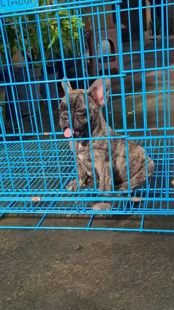 French bulldog Istimewa