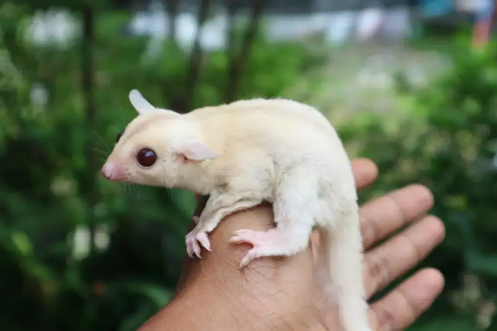 SUGAR GLIDER CREMINO