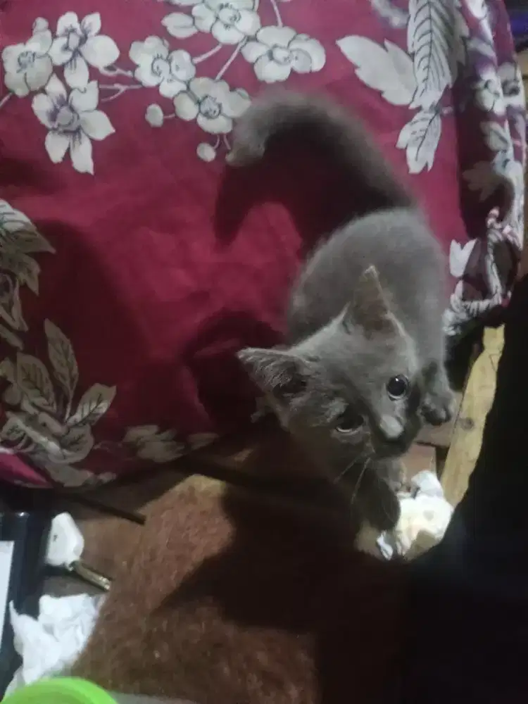 Di jual kucing Persia BSH