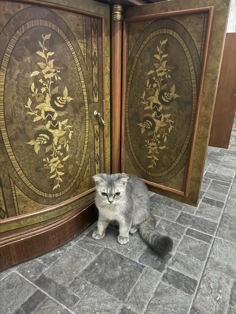 Kucing BSH 6 Bulan Jantan Betina