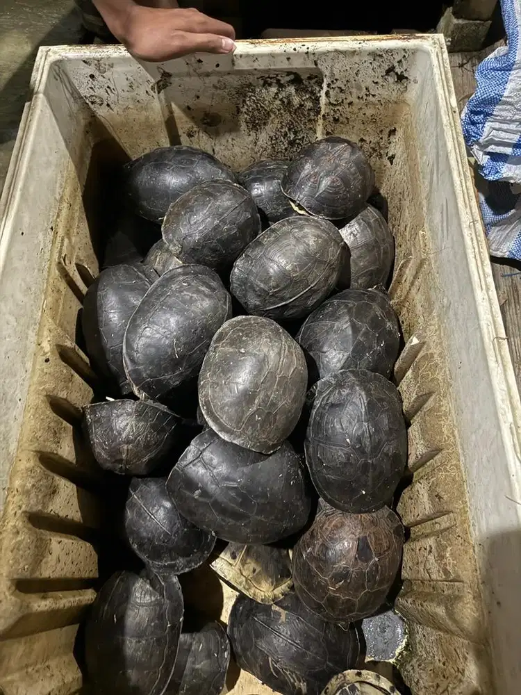 Kura kura ambon indukan