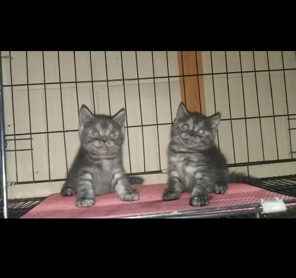 Bsh black smoke sepasang