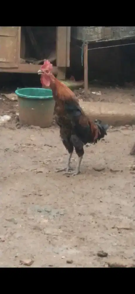 Ayam pelung silangan