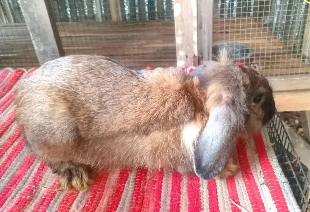 Kelinci Jantan Dewasa