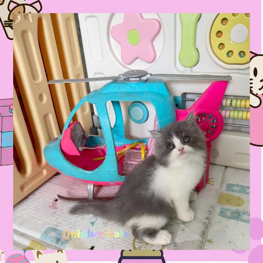 kucing Persia Flatnose Betina Blue White / Abu Putih