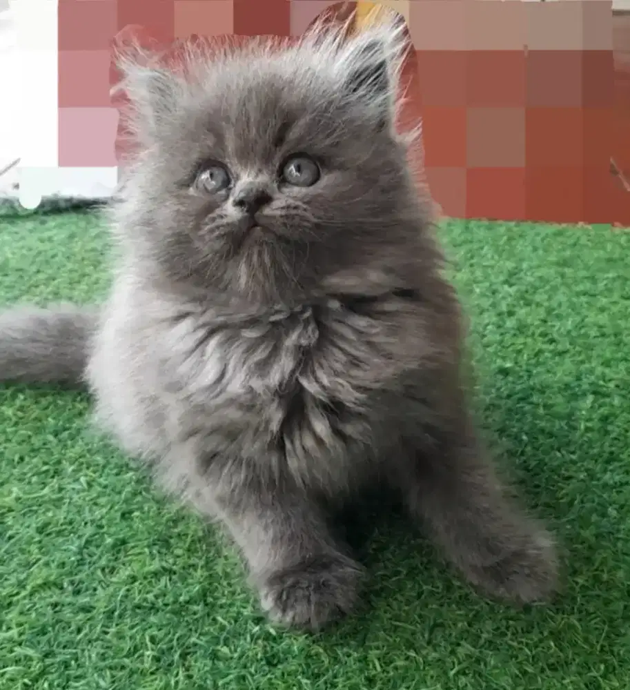 kitten persia flatnose