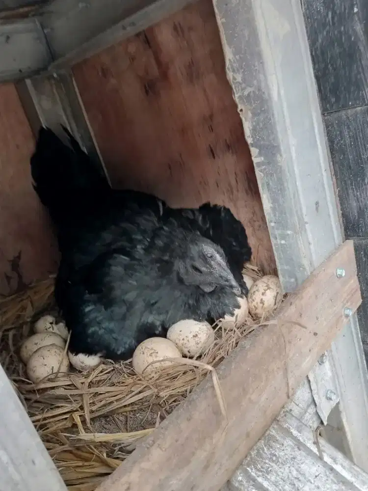 AYAM CEMANI JANTAN DAN BETINA