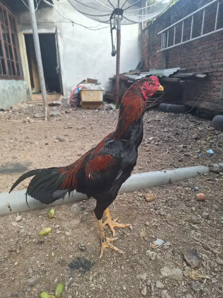 Bukan ayam laga, Mangon bk