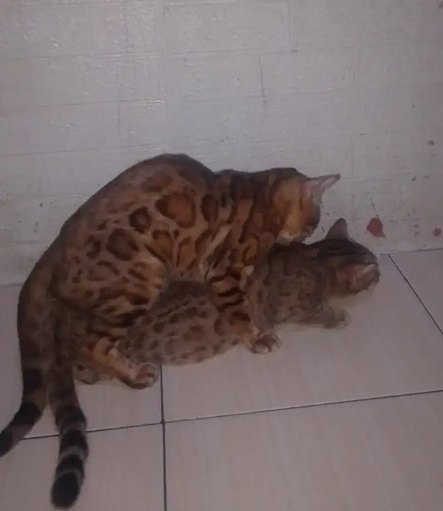 B3n9al jantan indukan