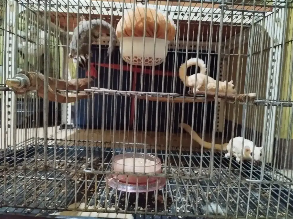 Sugar glider paket koloni