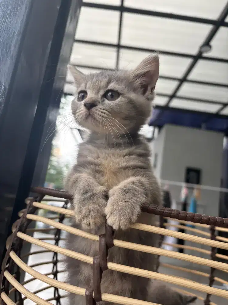 Kitten BSH shorthair